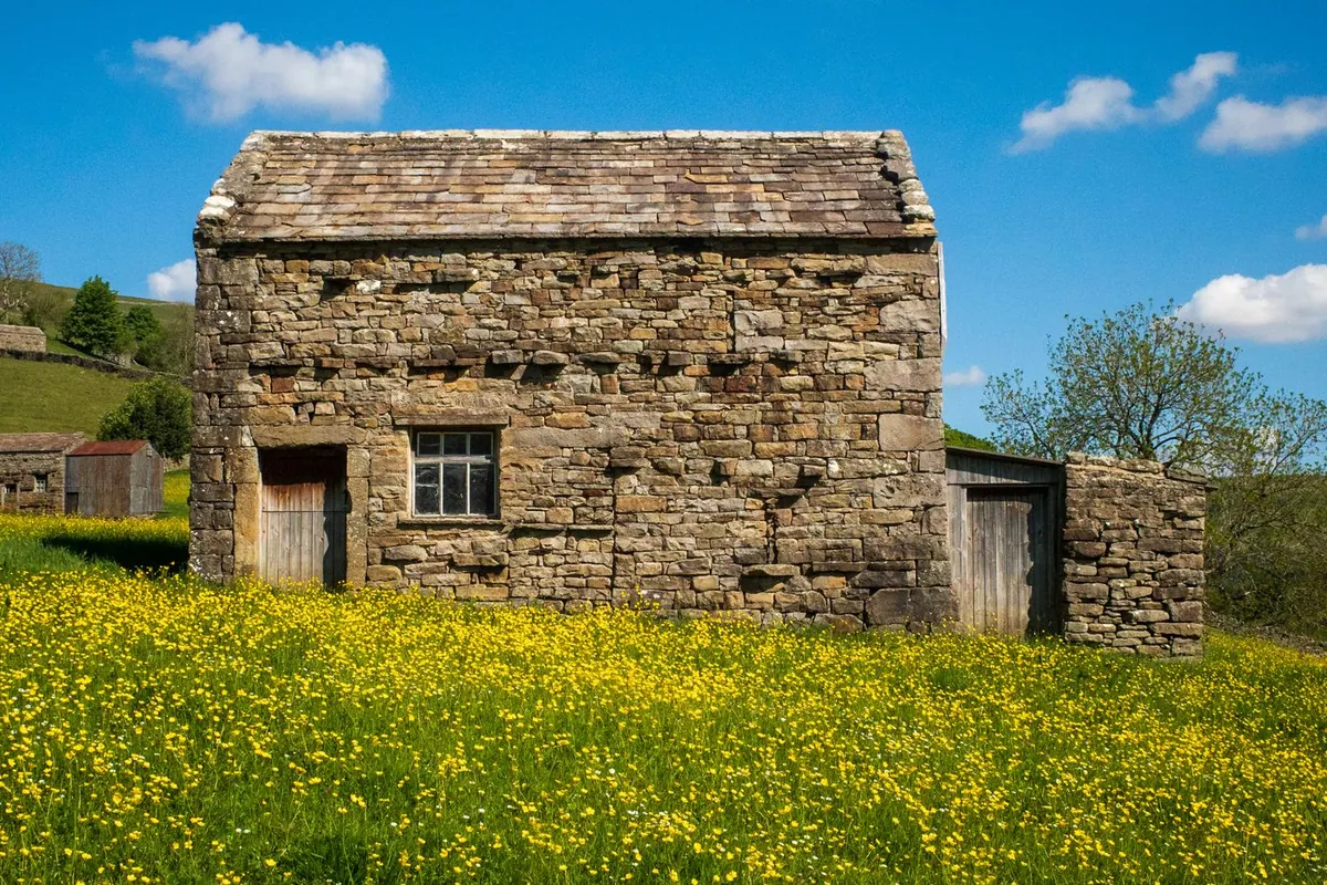 Traditional Yorkshire Dales stone field barn in a meadow